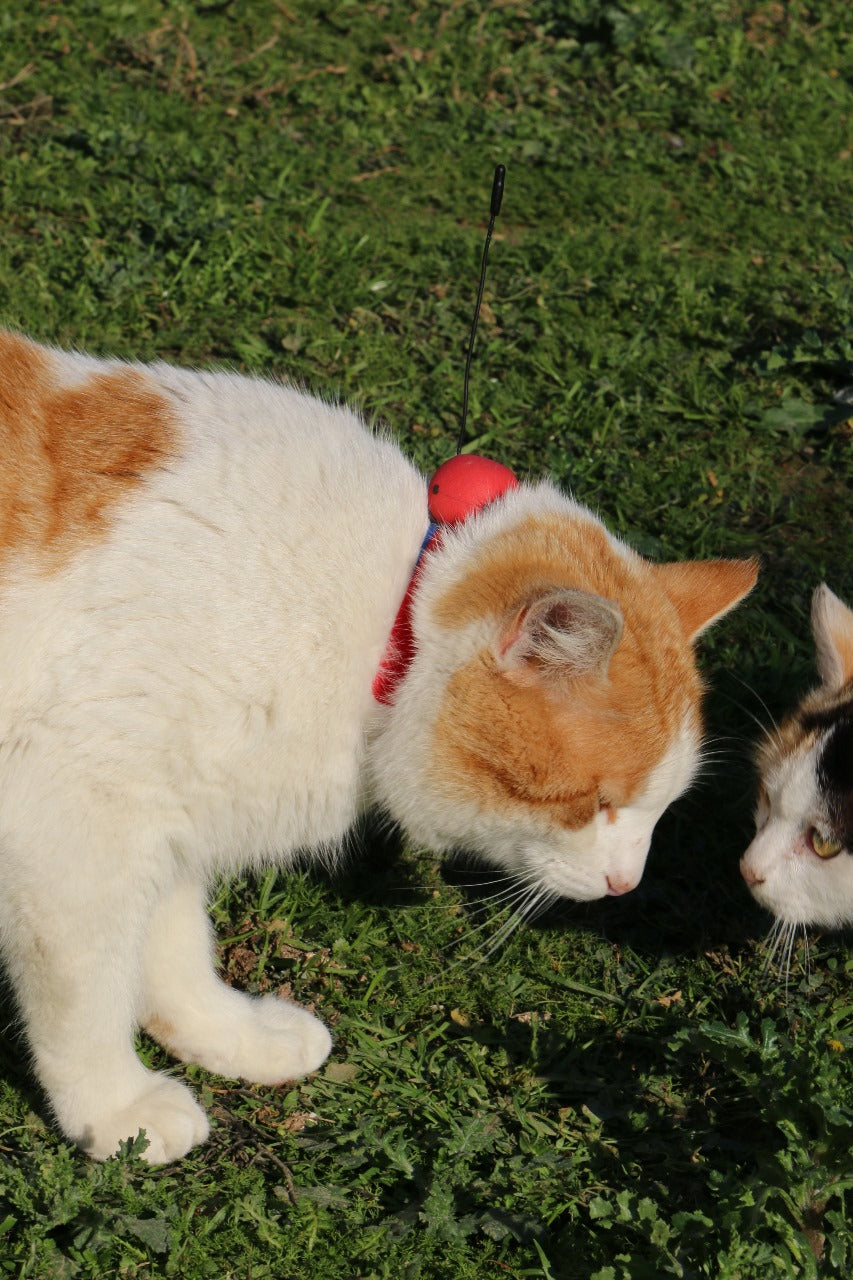 Loko Cat GPS Tracker