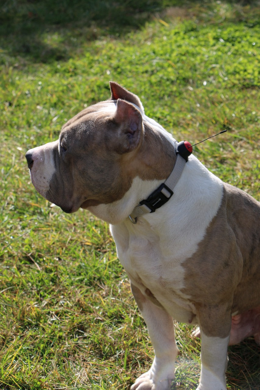 Logo Dog Tracker with Collar